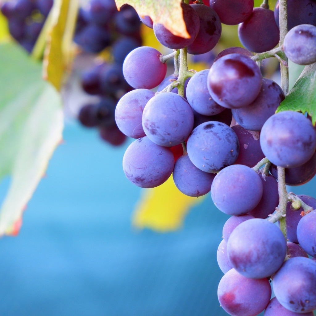 Розовый сладкий виноград крупным планом