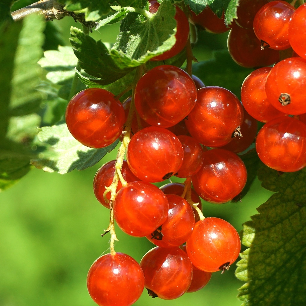 Красные спелые ягоды смородины