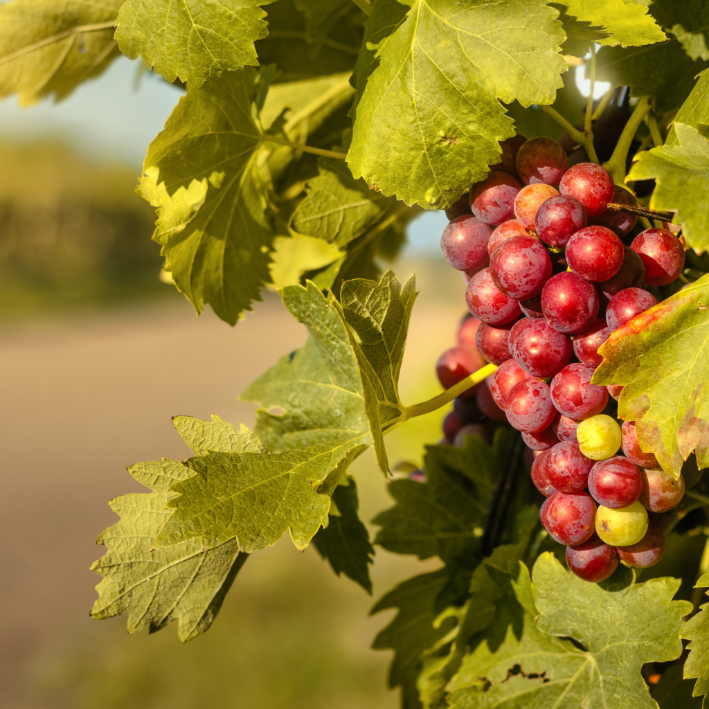 Спелая гроздь розового винограда в листьях