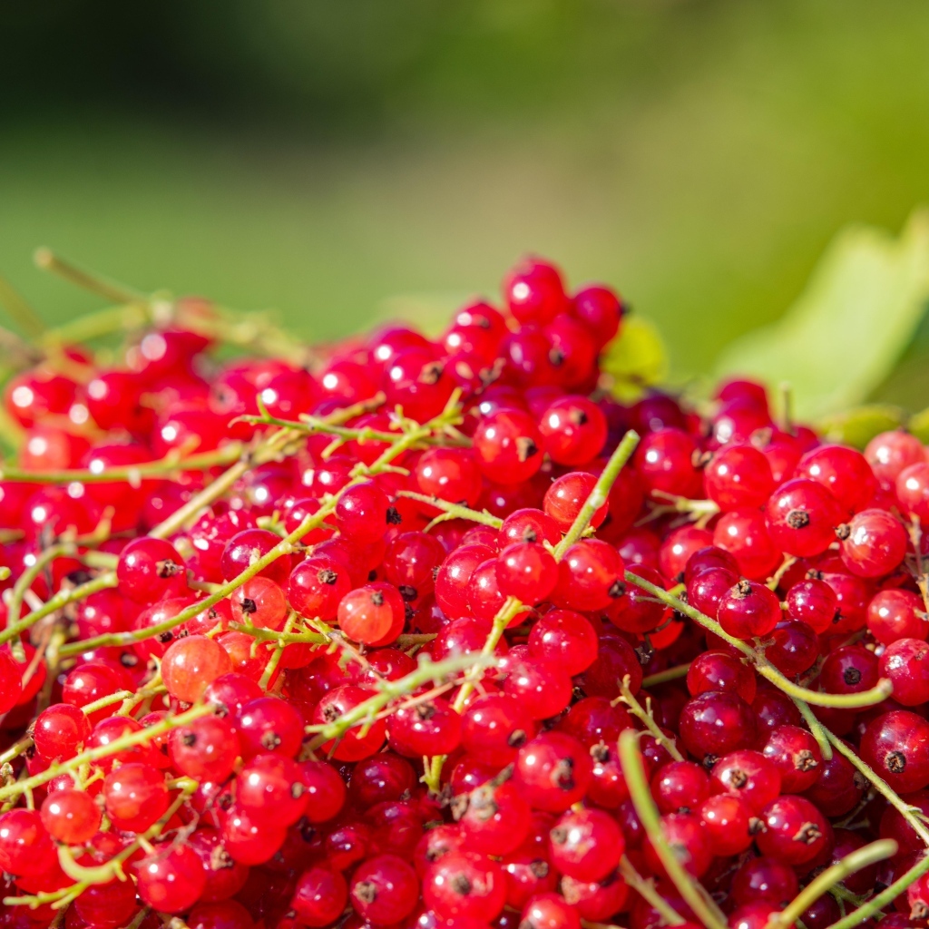 Ягоды спелой красной смородины