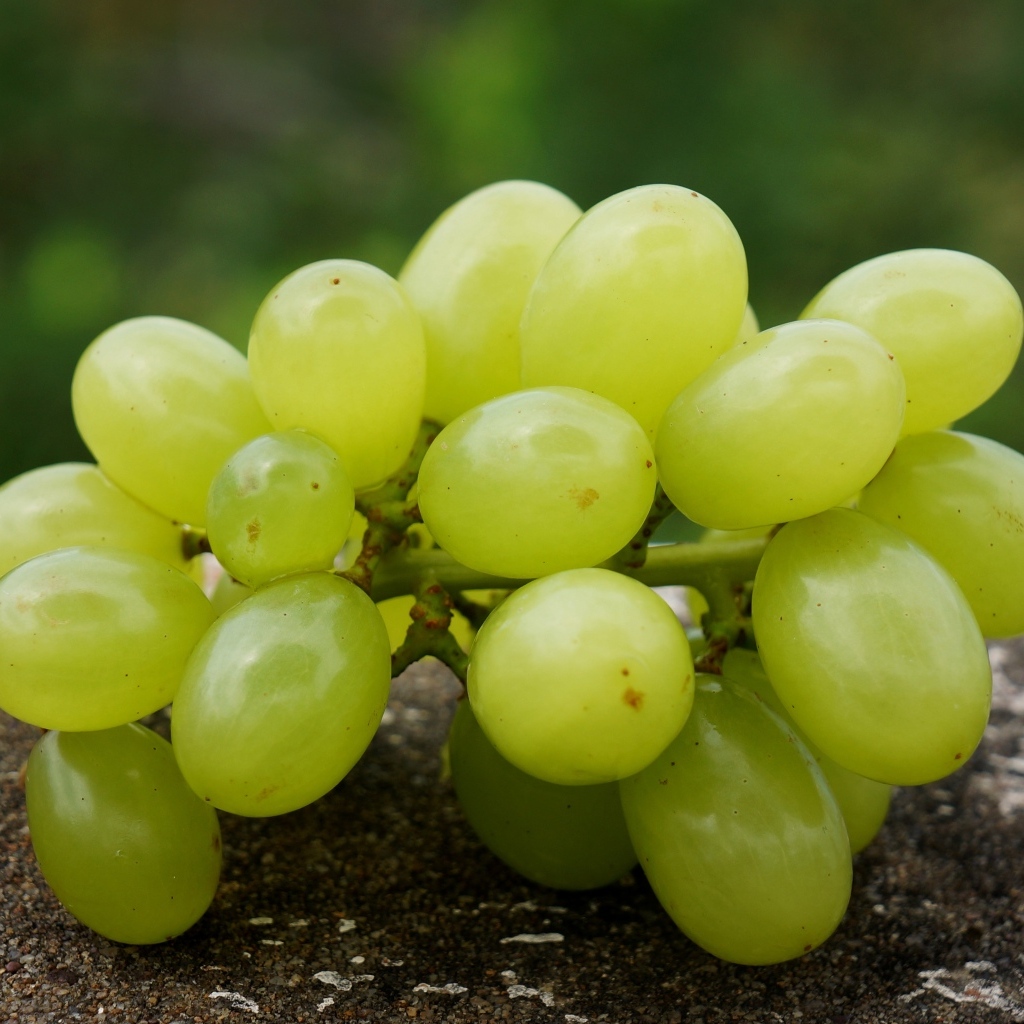 Белый виноград лежит на асфальте