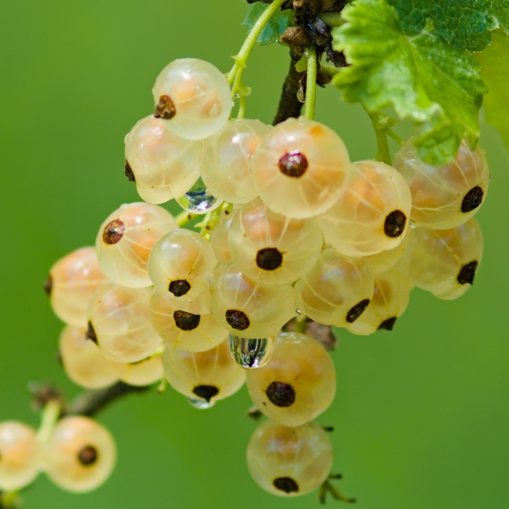 Желтая смородина на ветке крупным планом