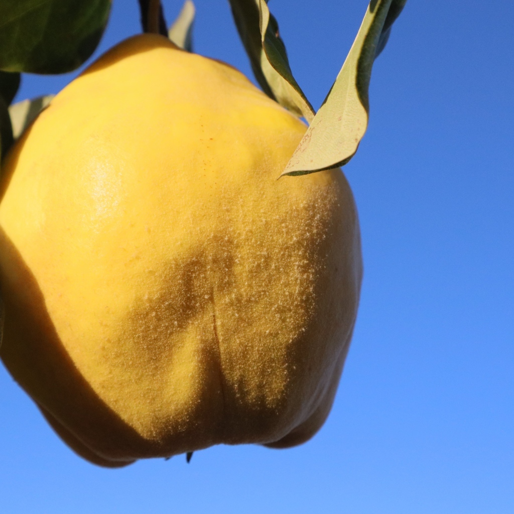 Желтый плод айвы на фоне голубого неба