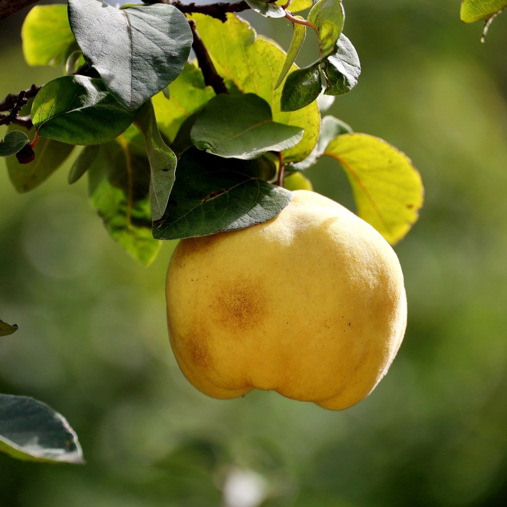 Желтый плод айвы на ветке дерева