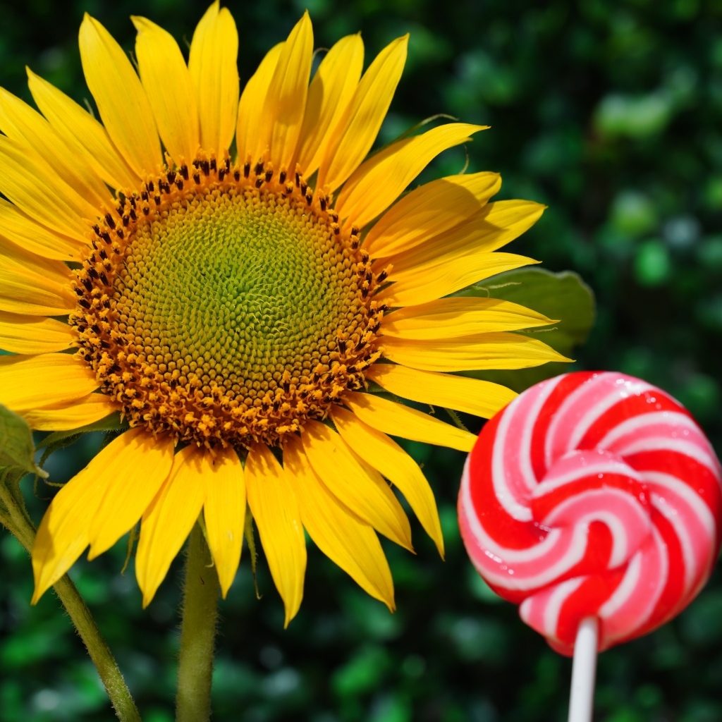 Конфета на палочке  с цветком подсолнуха