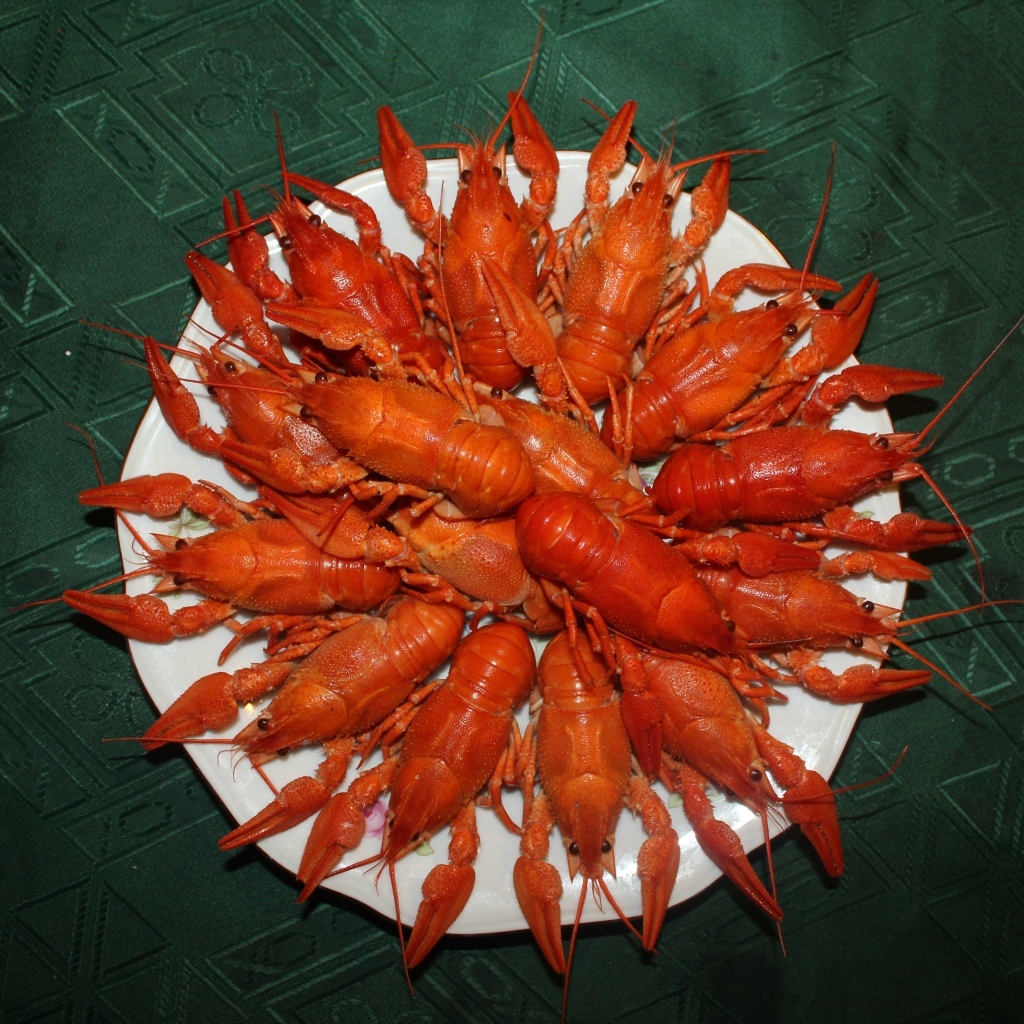 Красные вареные раки на белой тарелке