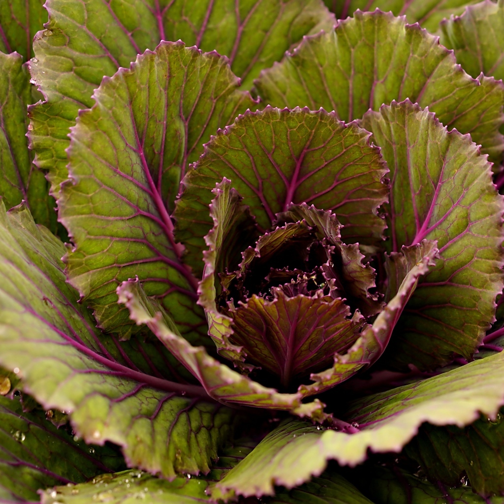 Большие капустные листья