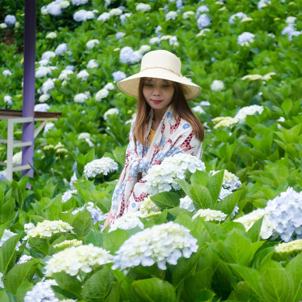 Девушка азиатка сидит в цветах гортензии