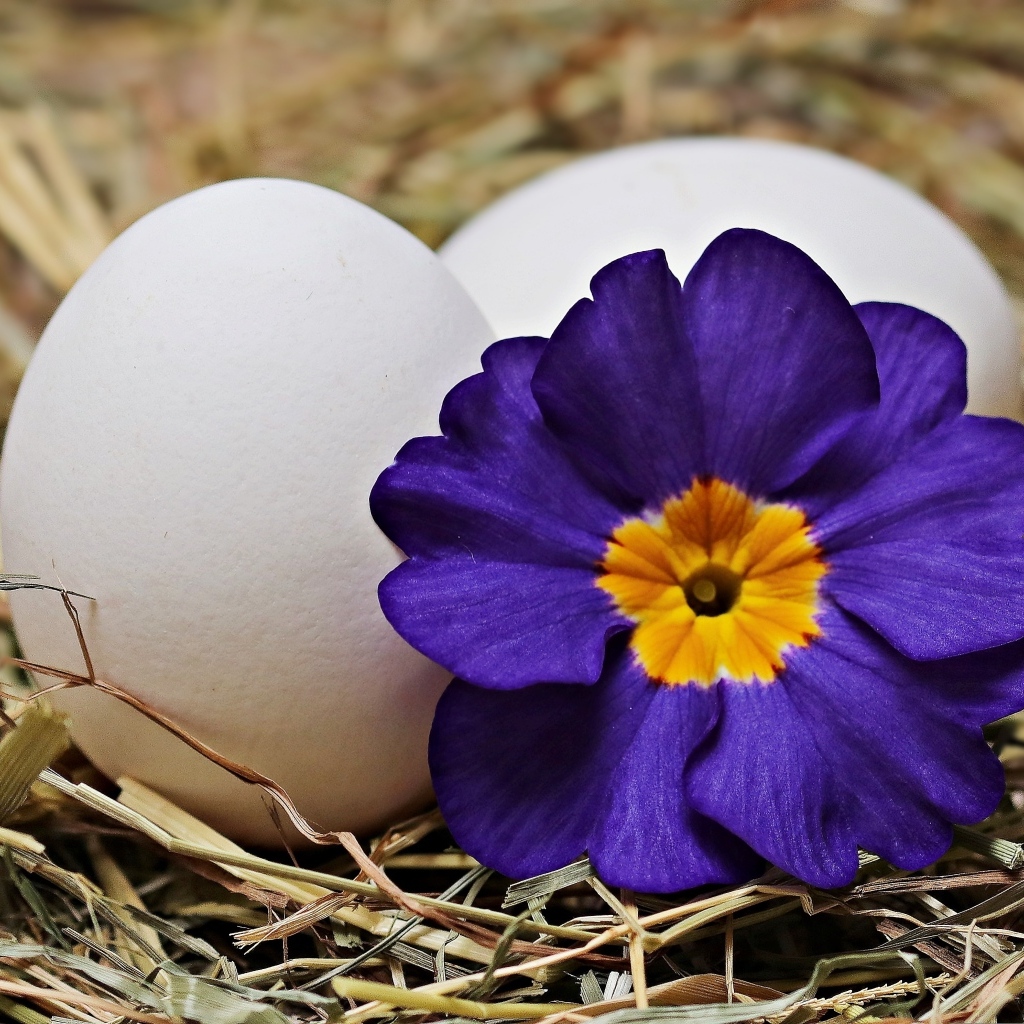 Два белых яйца с цветком на Пасху