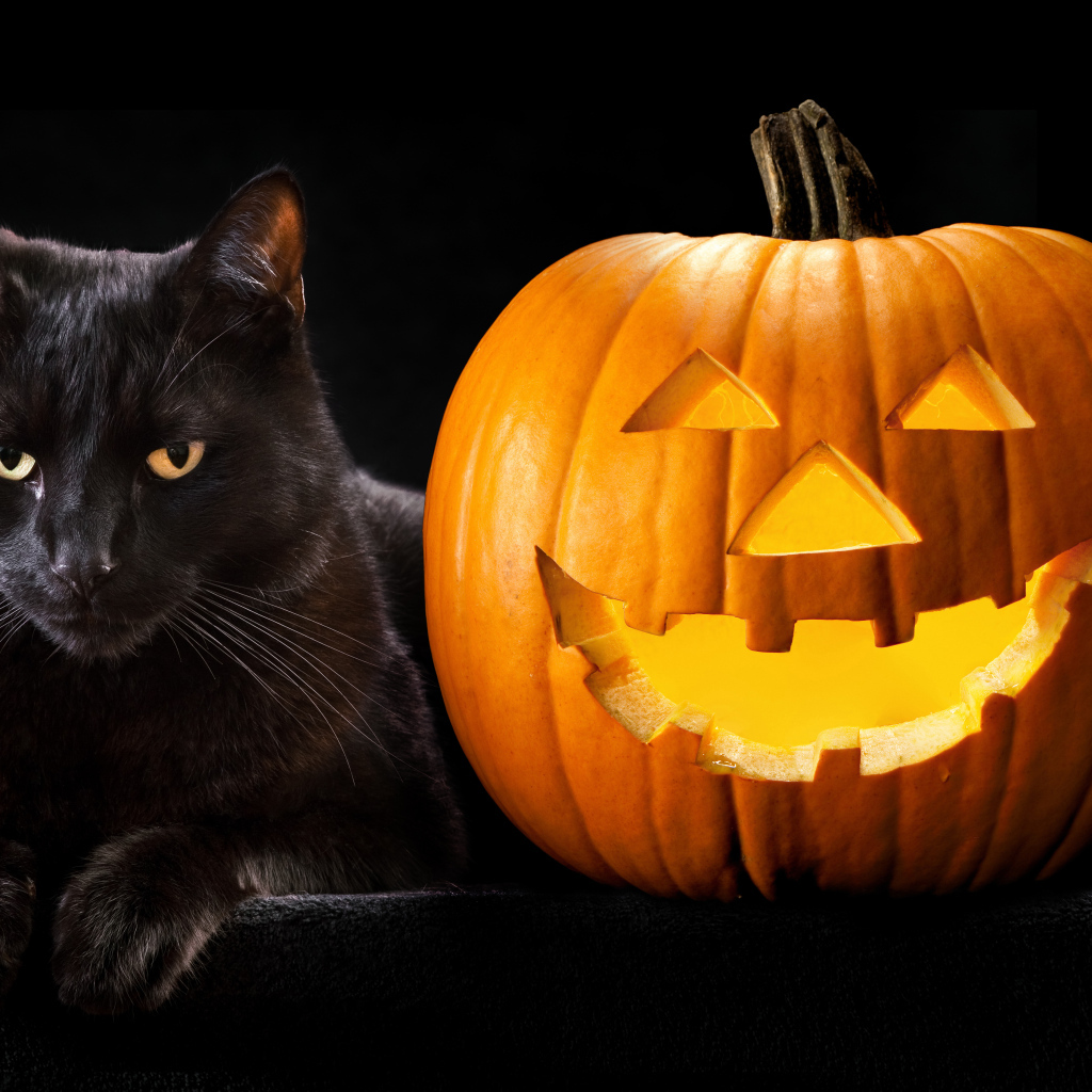 Красивый черный кот с тыквой на Хэллоуин