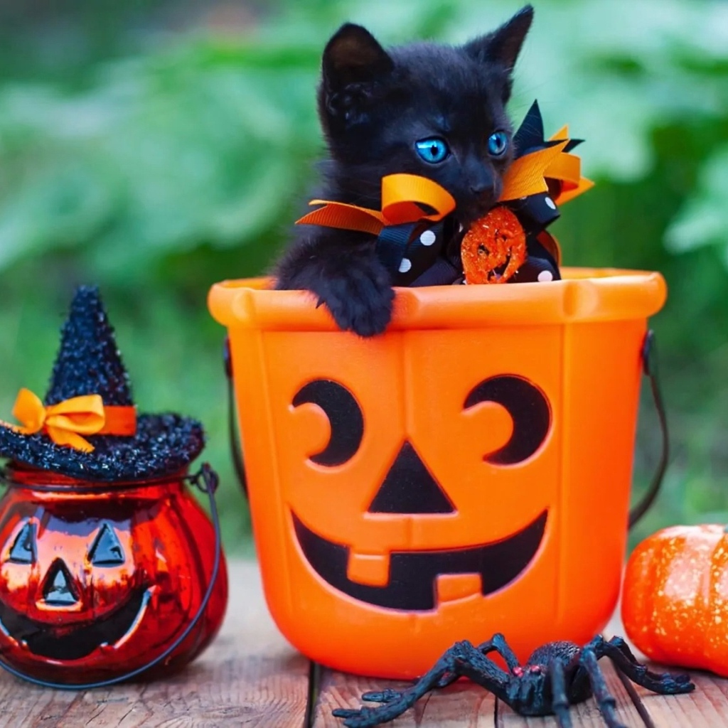 Черный котенок с декором на Хэллоуин