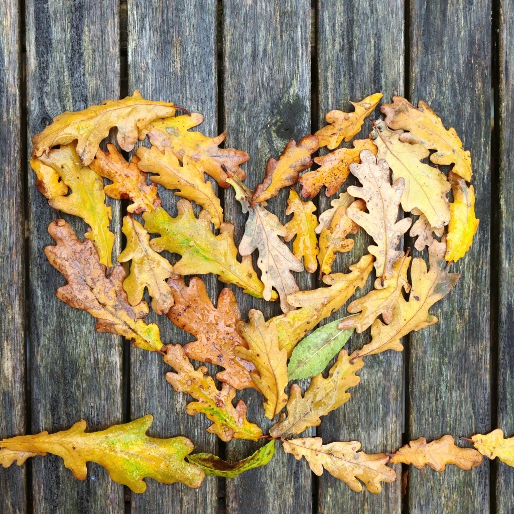 Сердце из опавших листьев дуба