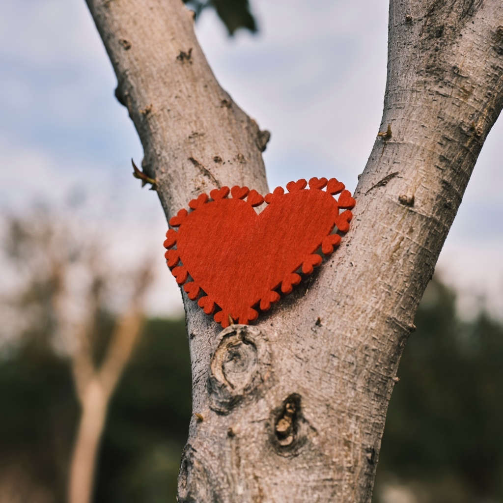 Красное сердце висит на дереве