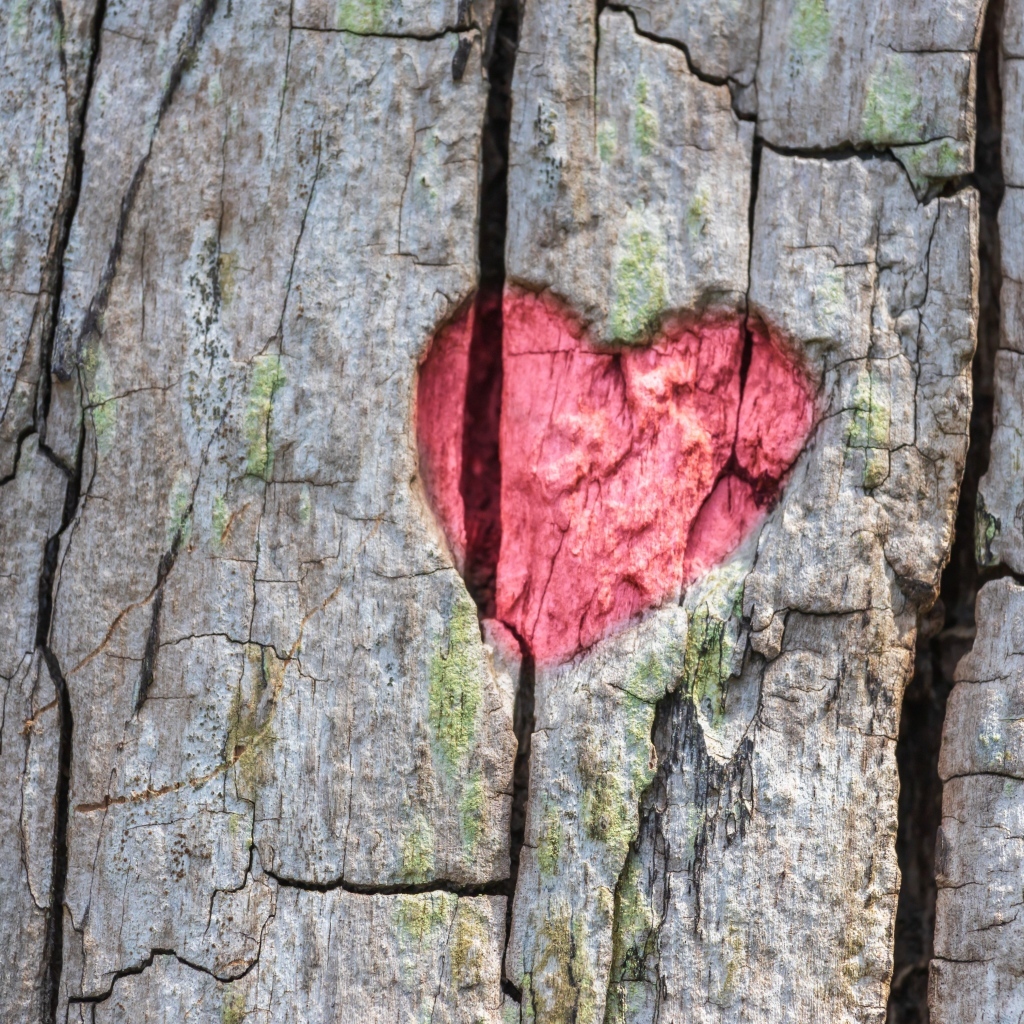 Красное сердце на коре дерева