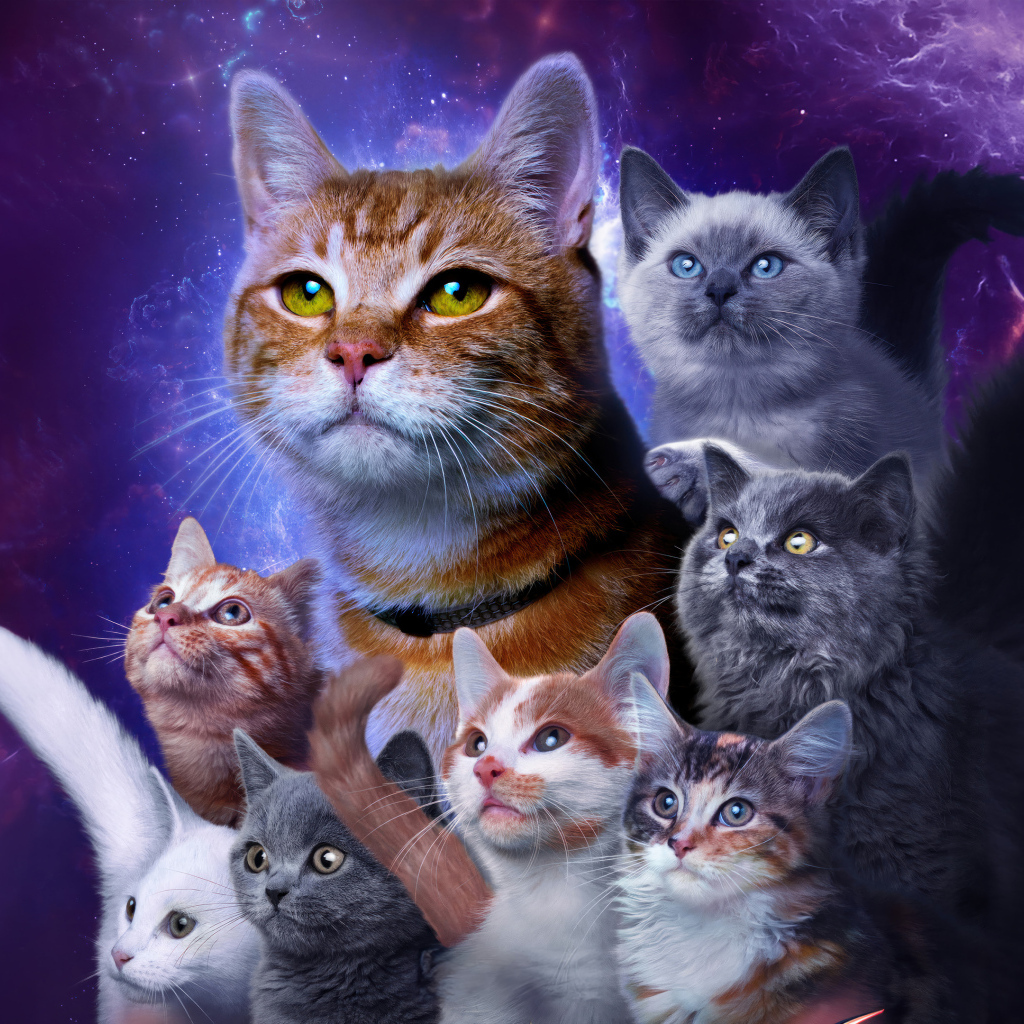 Коты из фантастического фильма Марвелы