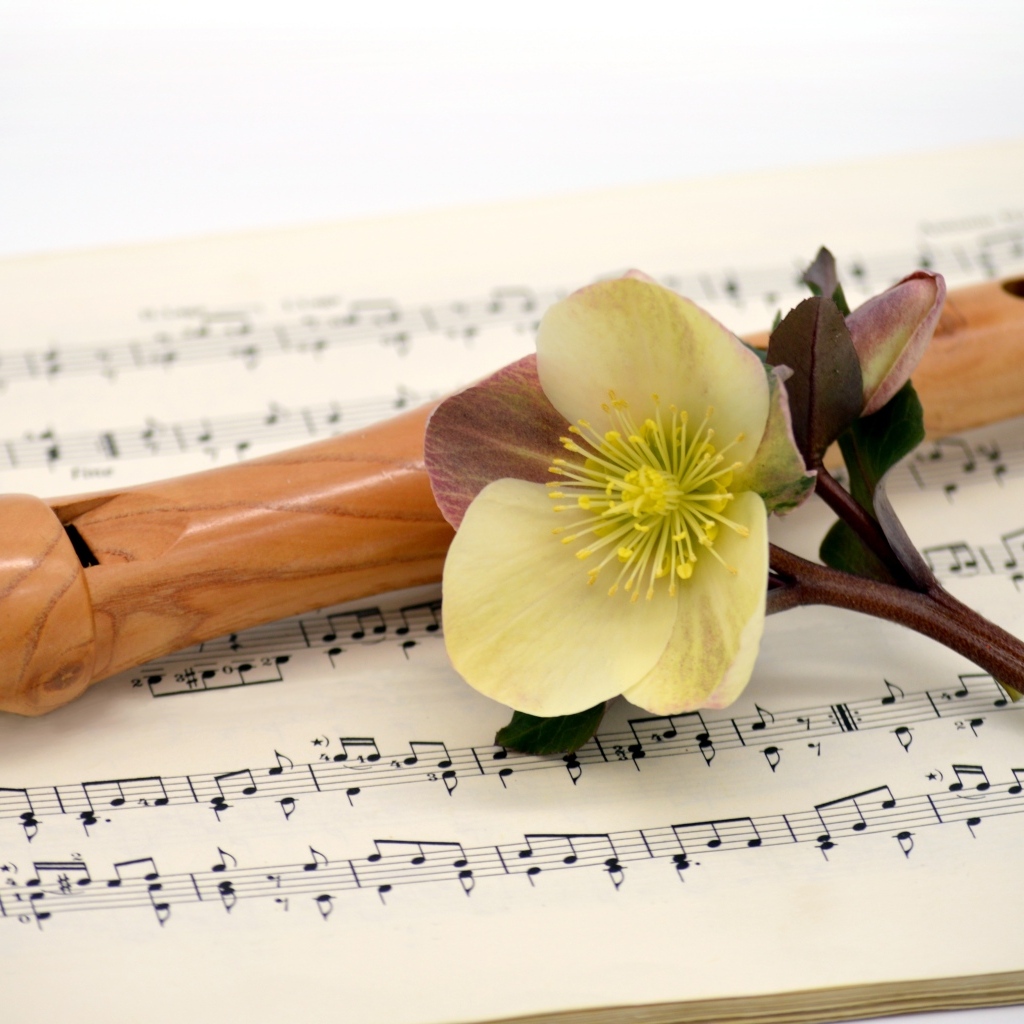 Ноты, флейта и цветок на белом фоне