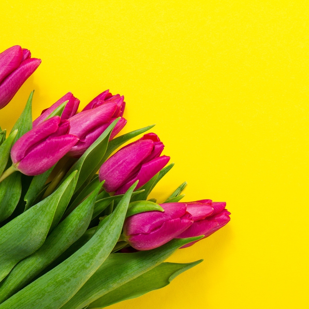 Букет розовых тюльпанов на желтом фоне