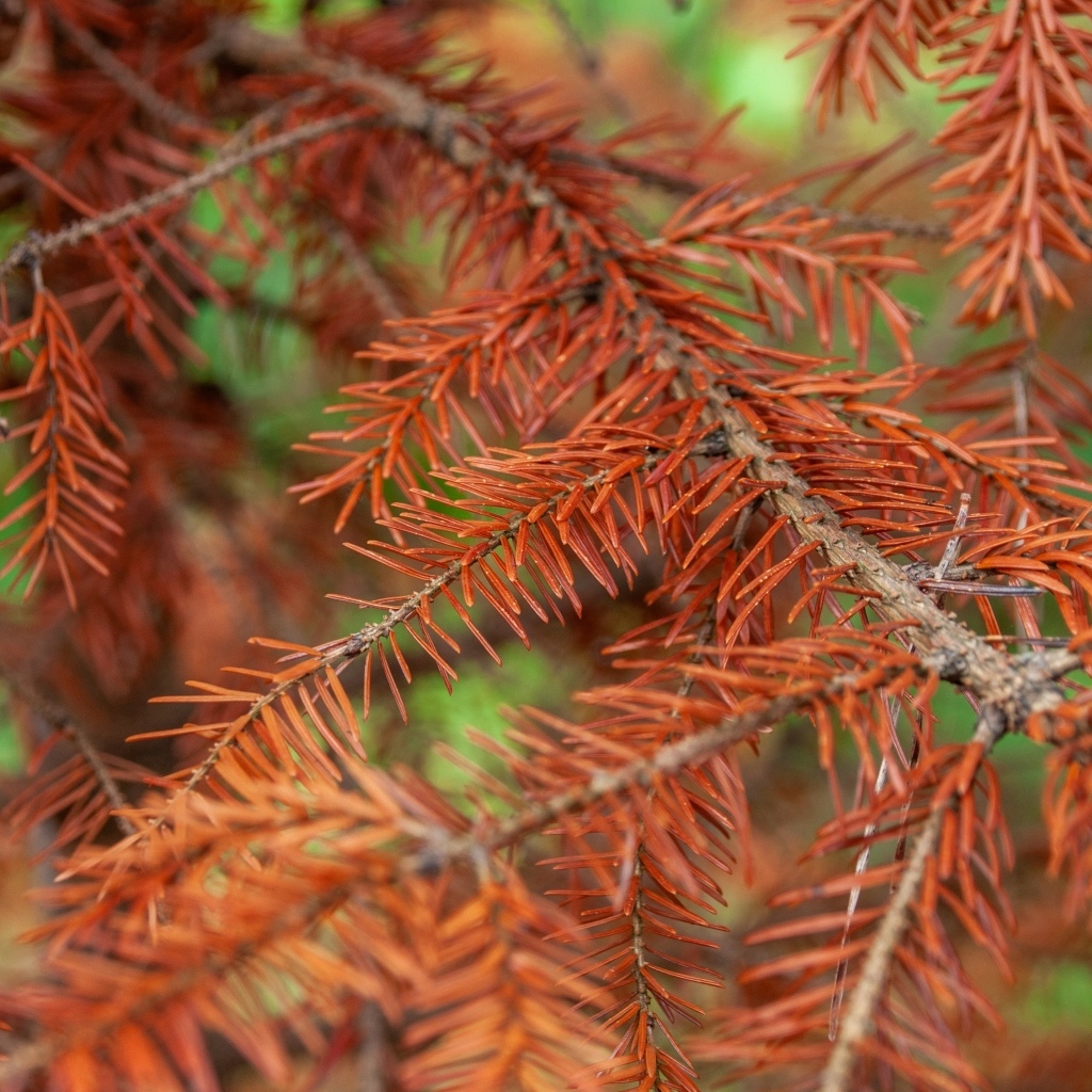Сухая желтая ветка ели