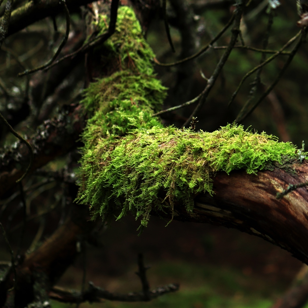 Зеленый мох на стволе дерева в лесу