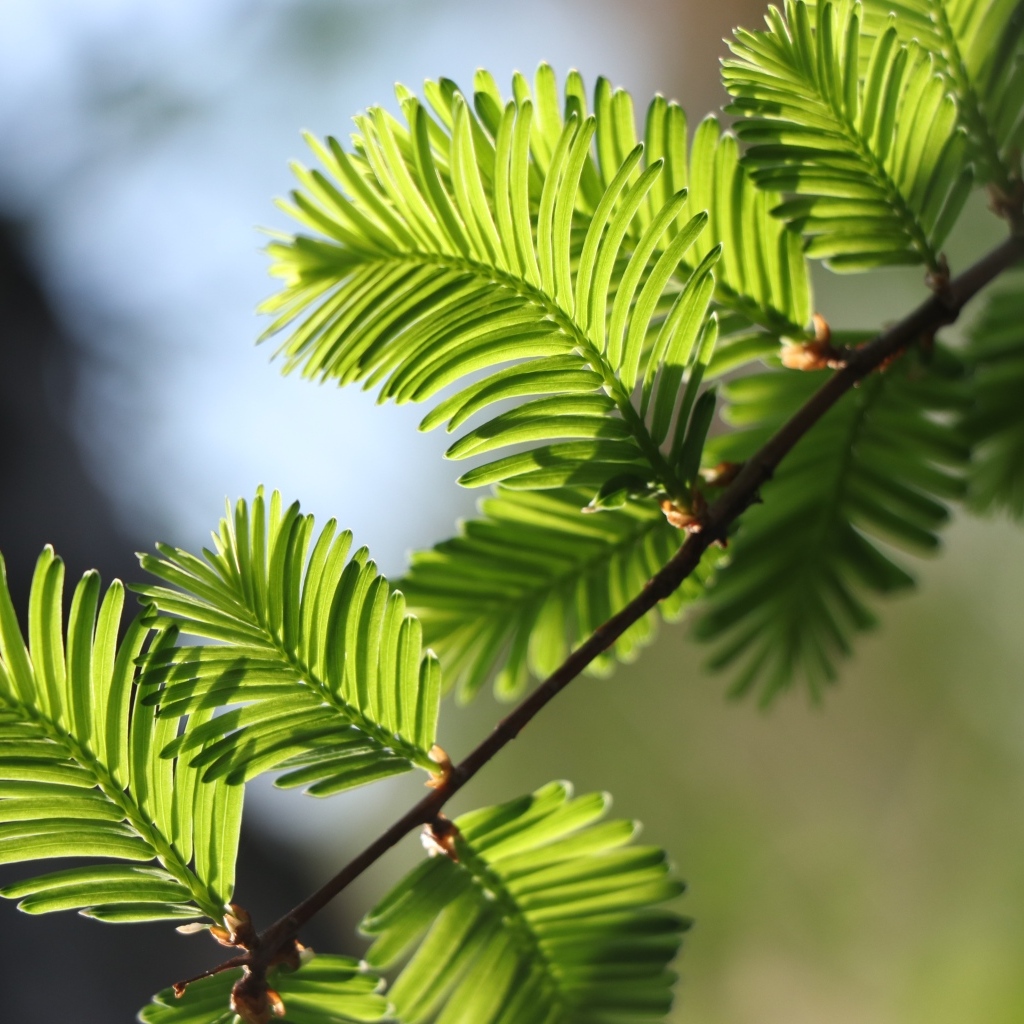 Зеленые молодые листья дерева весной