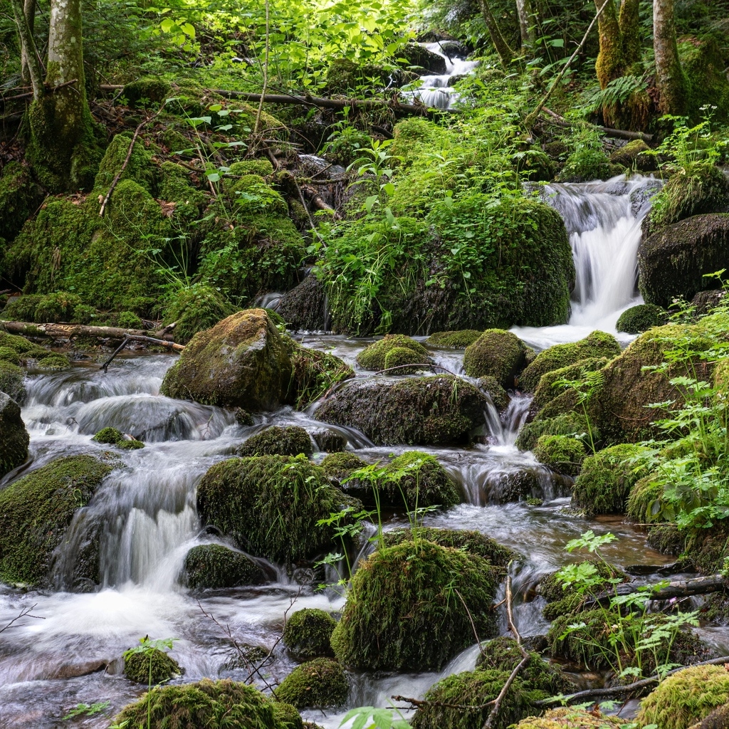 Большие покрытые мхом камни в лесном ручье