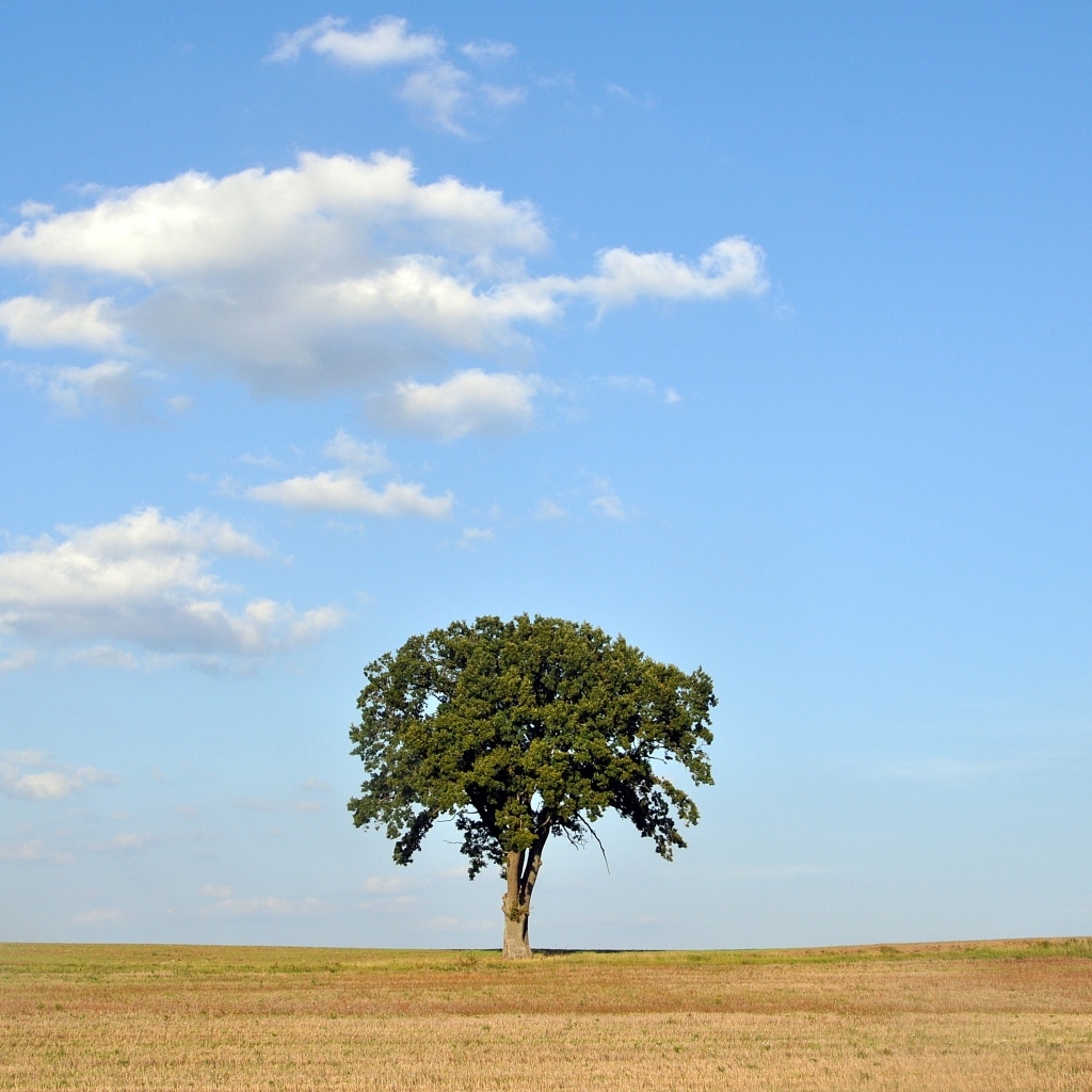 Одинокое зеленое дерево на поле