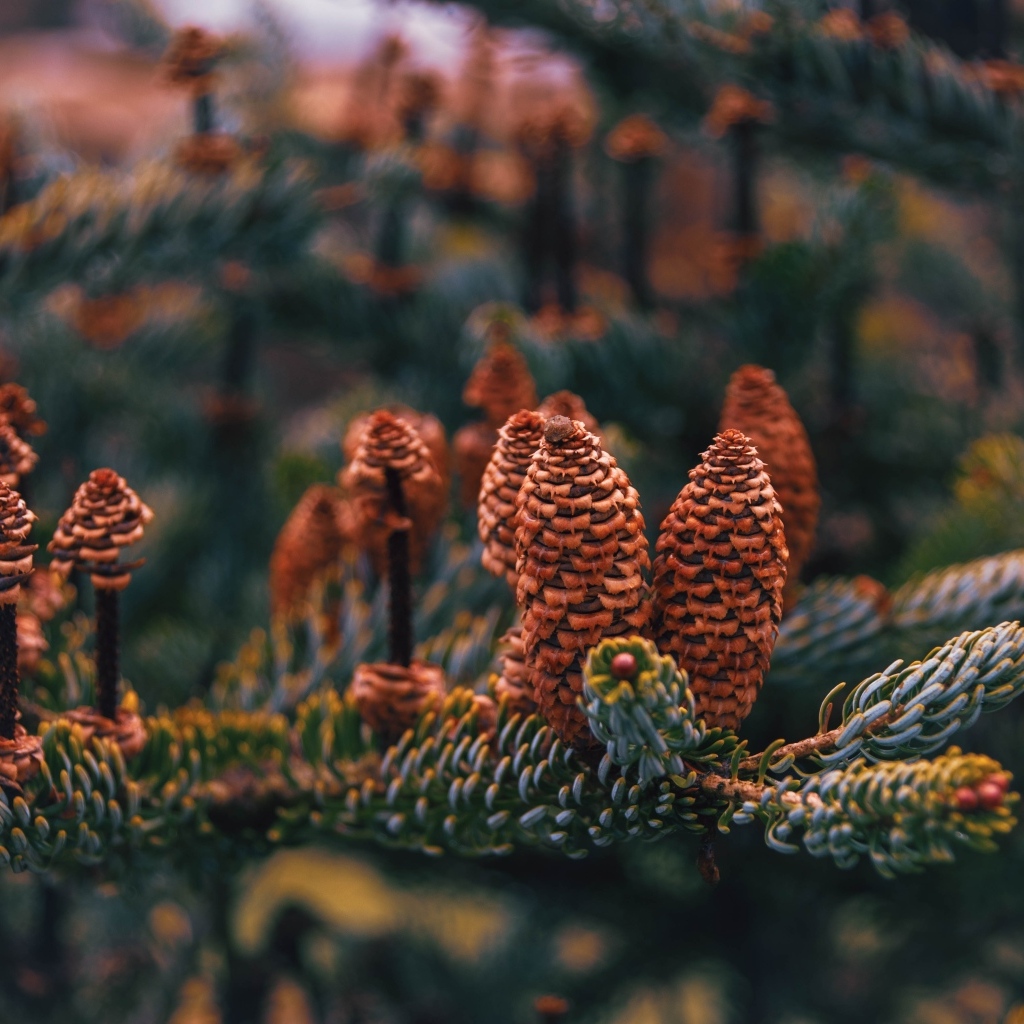 Много больших  коричневых шишек на ветке ели