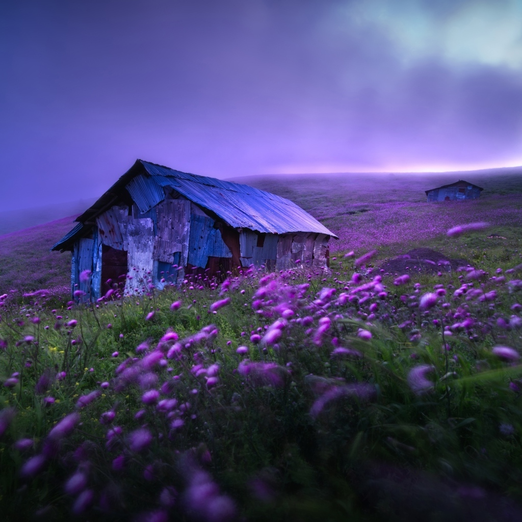 Старый дом с сиреневыми цветами на холме