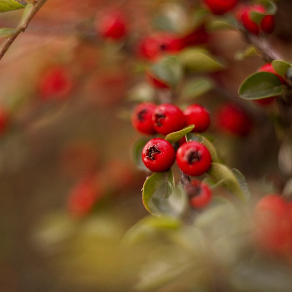 Красные ягоды боярышника на ветке дерева