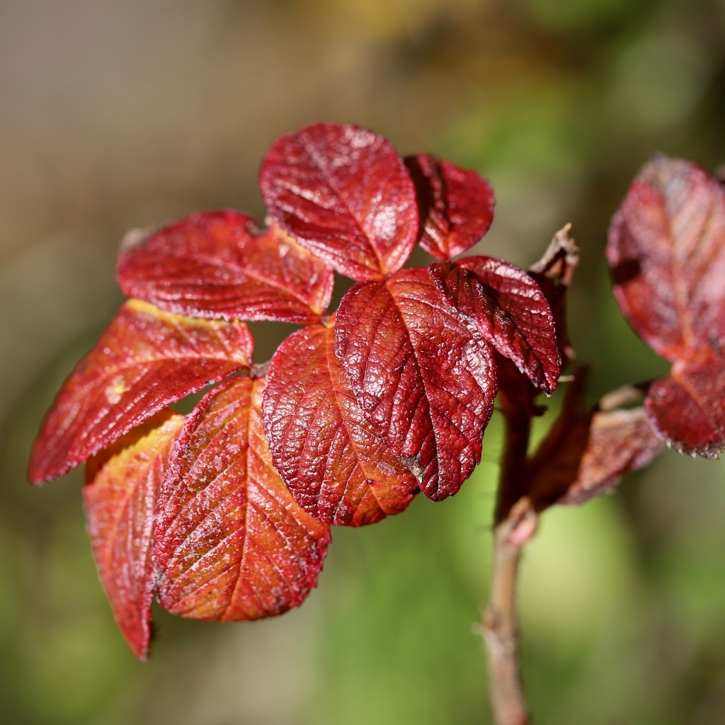 Красные листья садовой розы