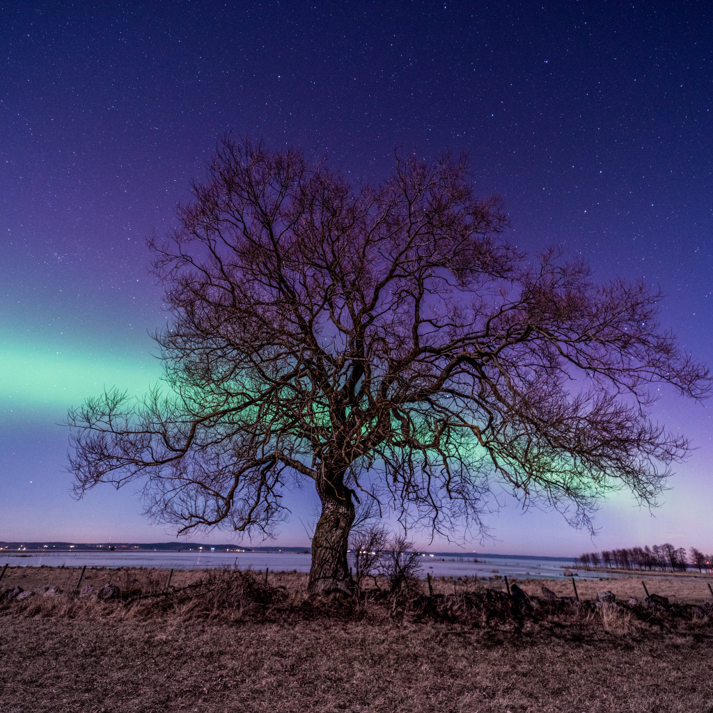Дерево у озера на фоне полярного сияния