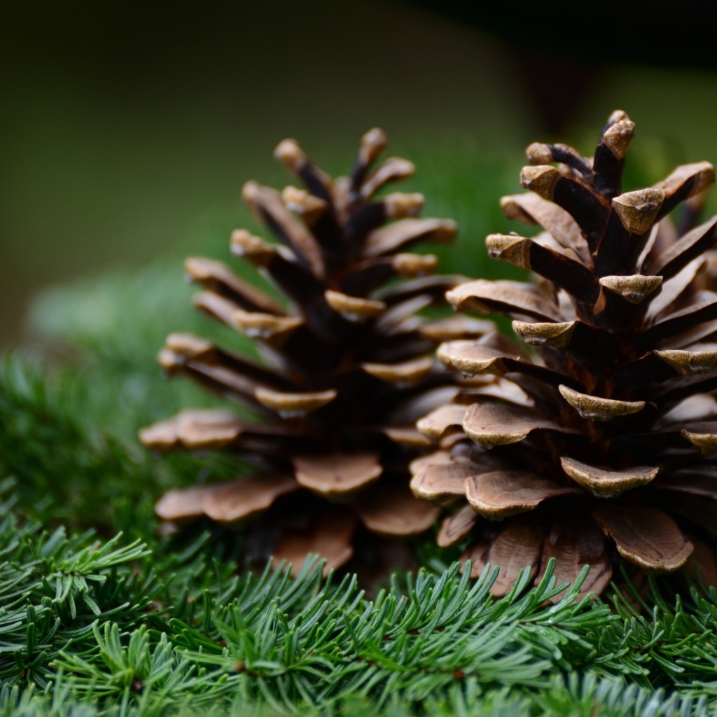 Две коричневые шишки лежат на еловых ветках