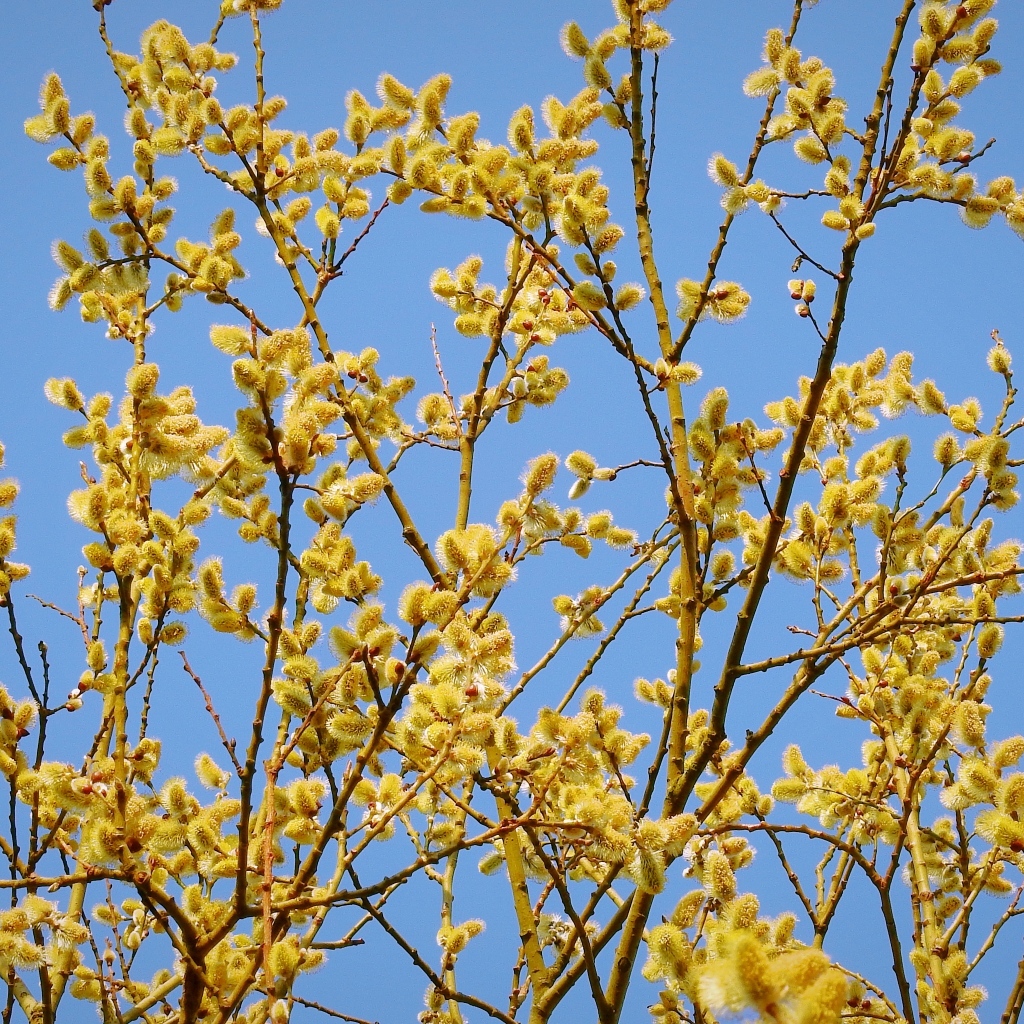 Желтые ветки вербы на фоне голубого неба