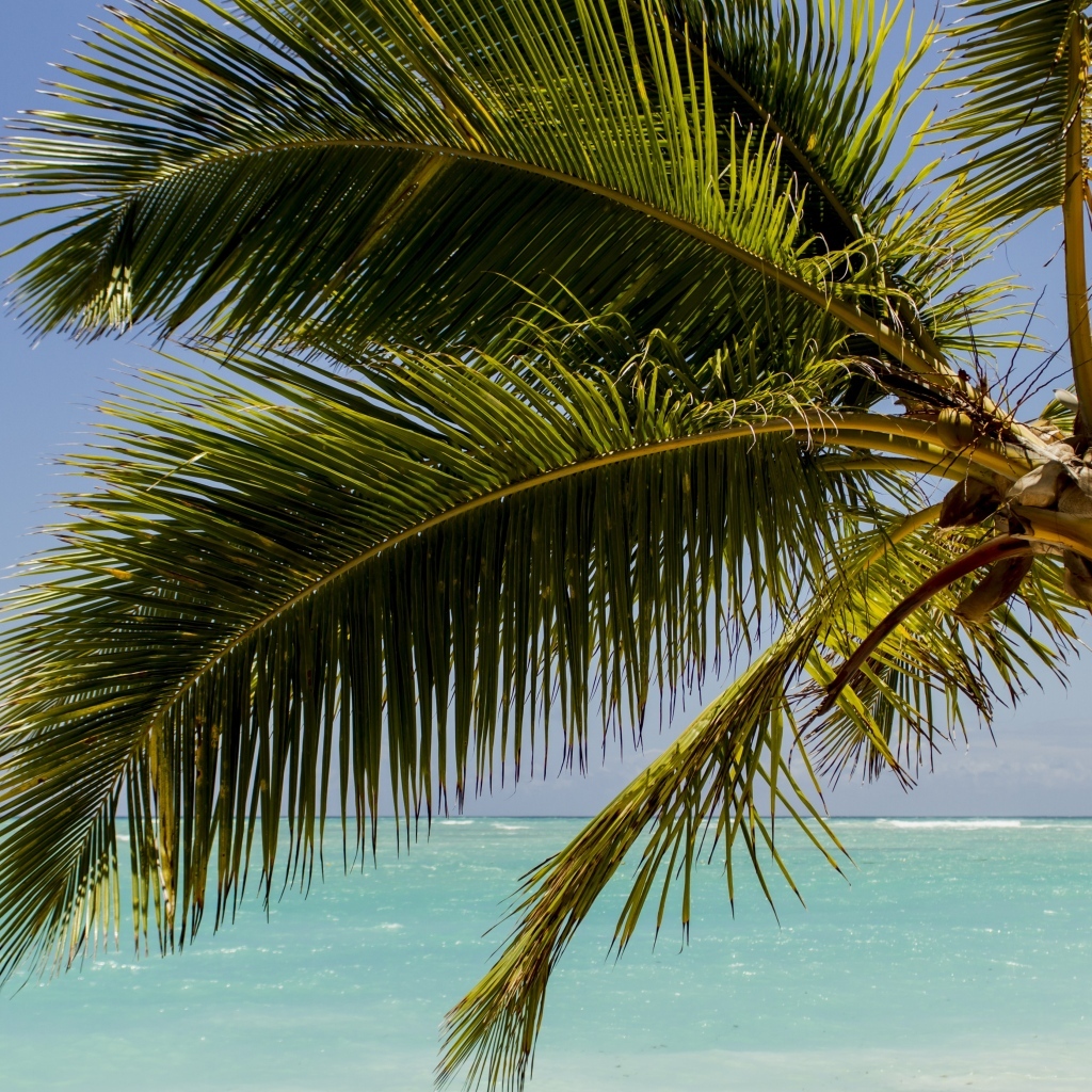 Большие зеленые листья пальмы у океана