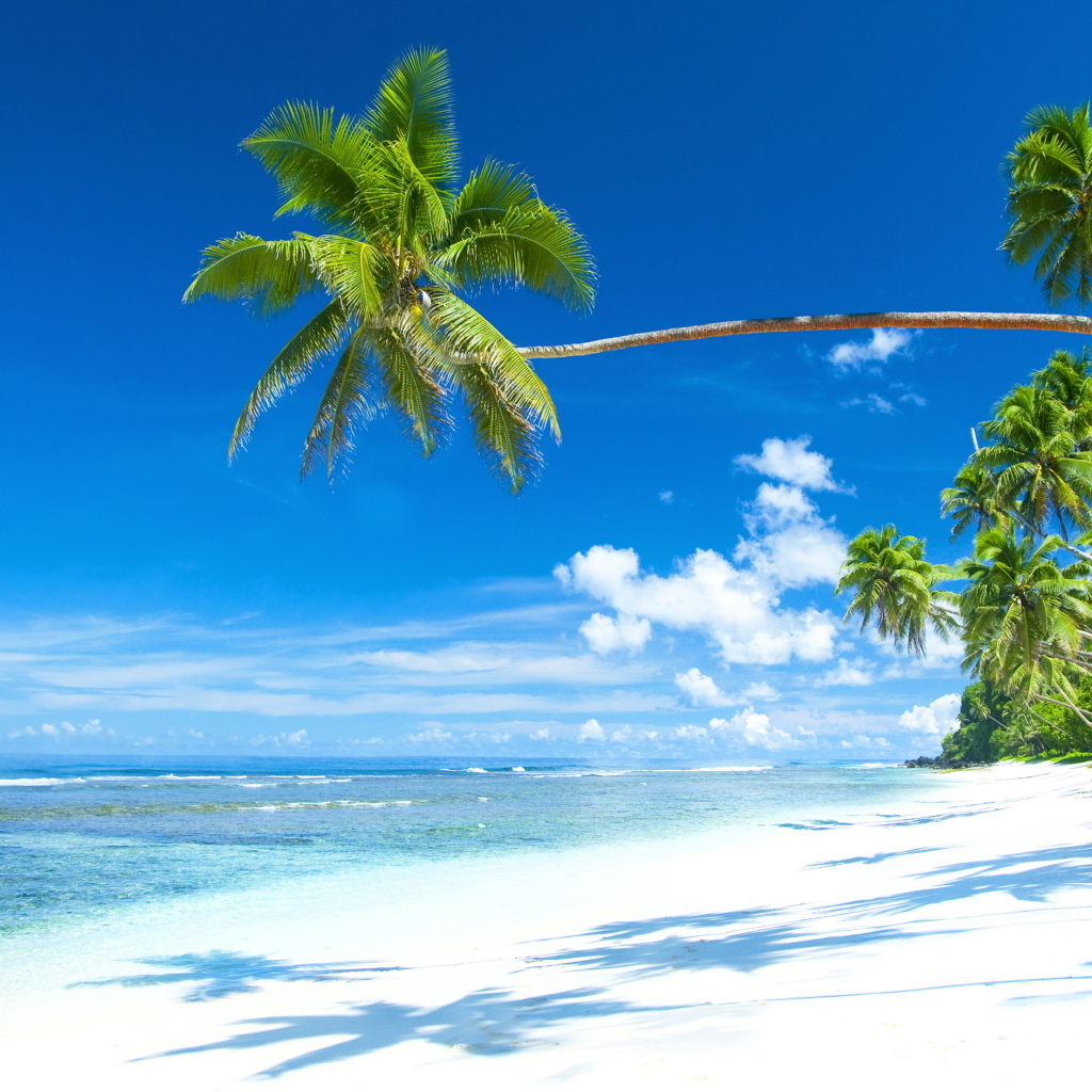 Тени от зеленых пальм на песке у моря