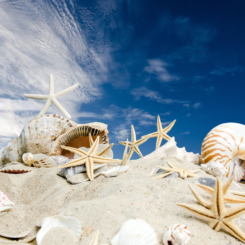Ракушки и морские звезды на песке под голубым небом