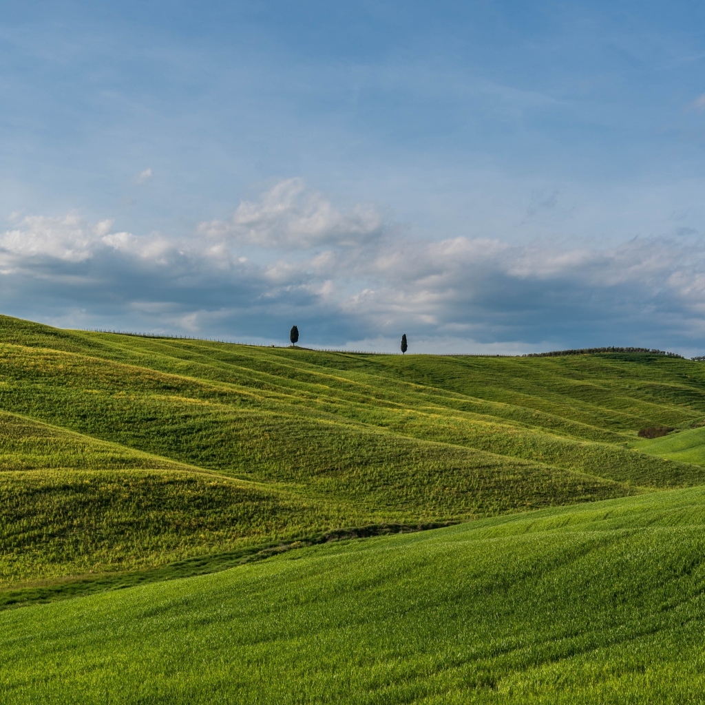 Красивые зеленые ячменные холмы летом