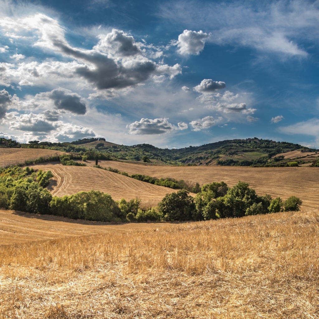 Красивый вид на поле под небом с белыми облаками