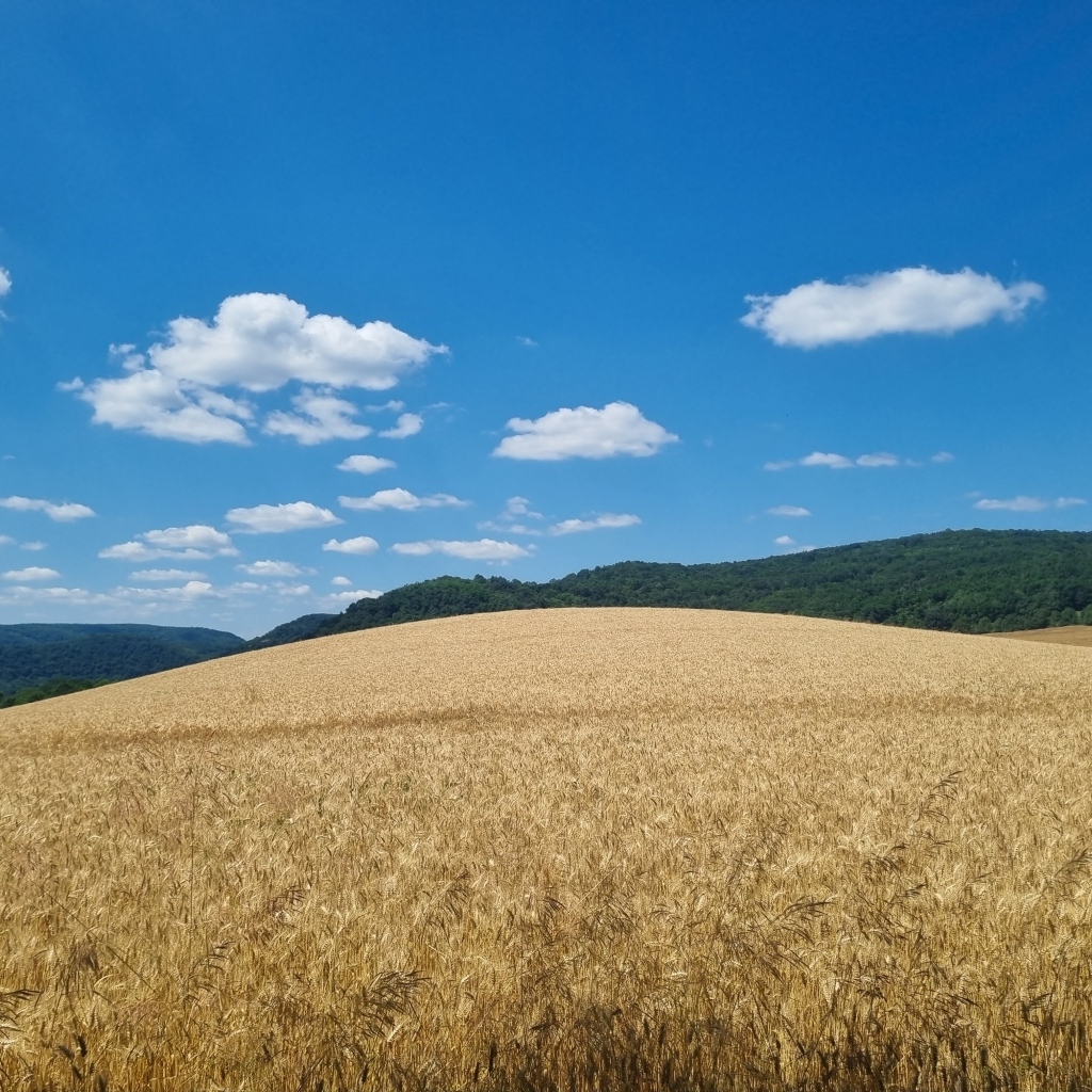 Красивое пшеничное поле под голубым небом