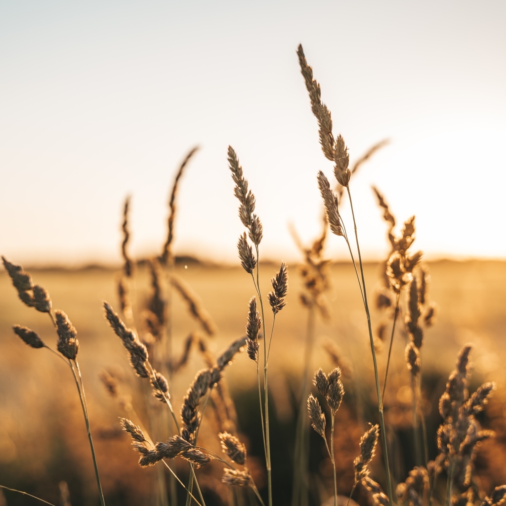 Колосья травы на поле летом