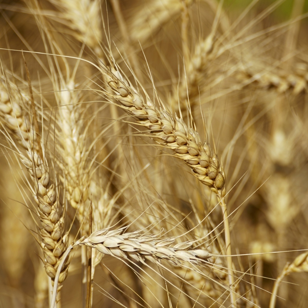 Колосья спелой пшеницы крупным планом