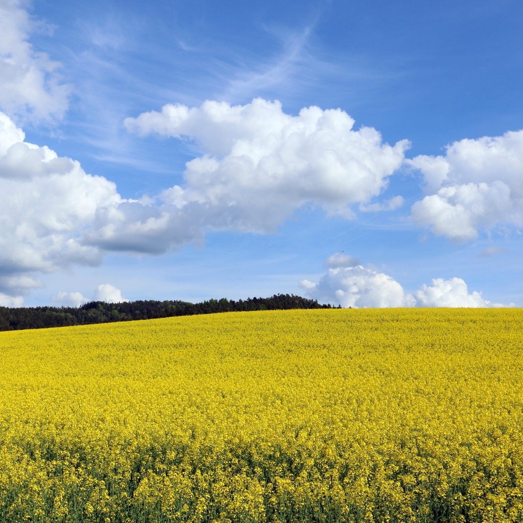 Поле с желтыми цветами рапса весной