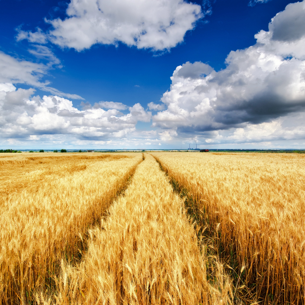 Поля с желтыми колосьями пшеницы под красивым небом