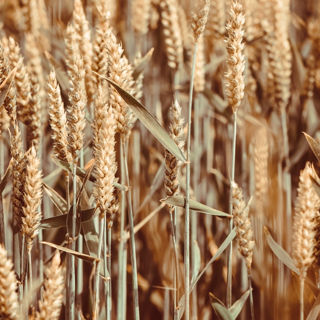 Спелые колосья пшеницы на поле крупным планом