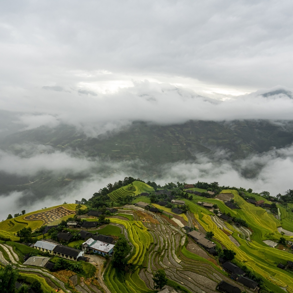 Вид сверху на плантации в тумане