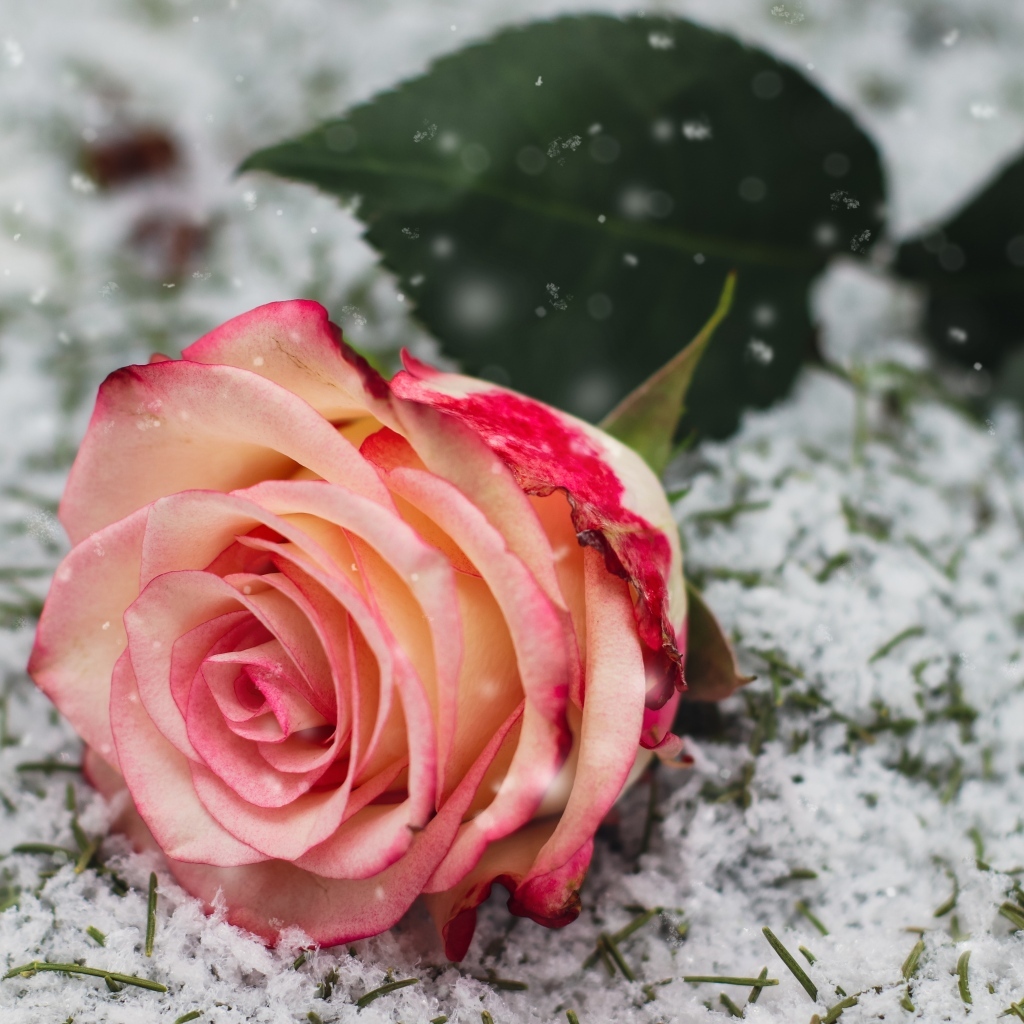 Красивая роза лежит на снегу 