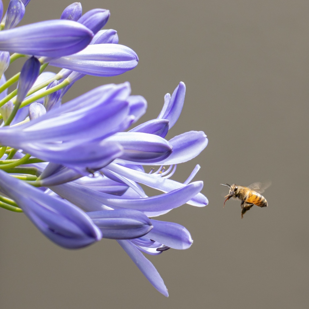 Пчела летит к цветам африканской лилии 