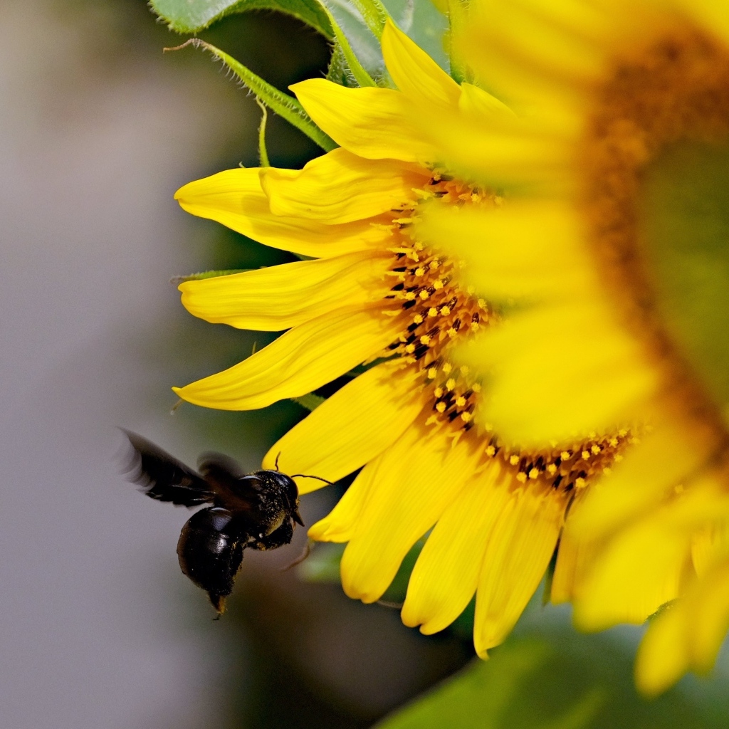 Пчела летит к желтым цветам подсолнуха