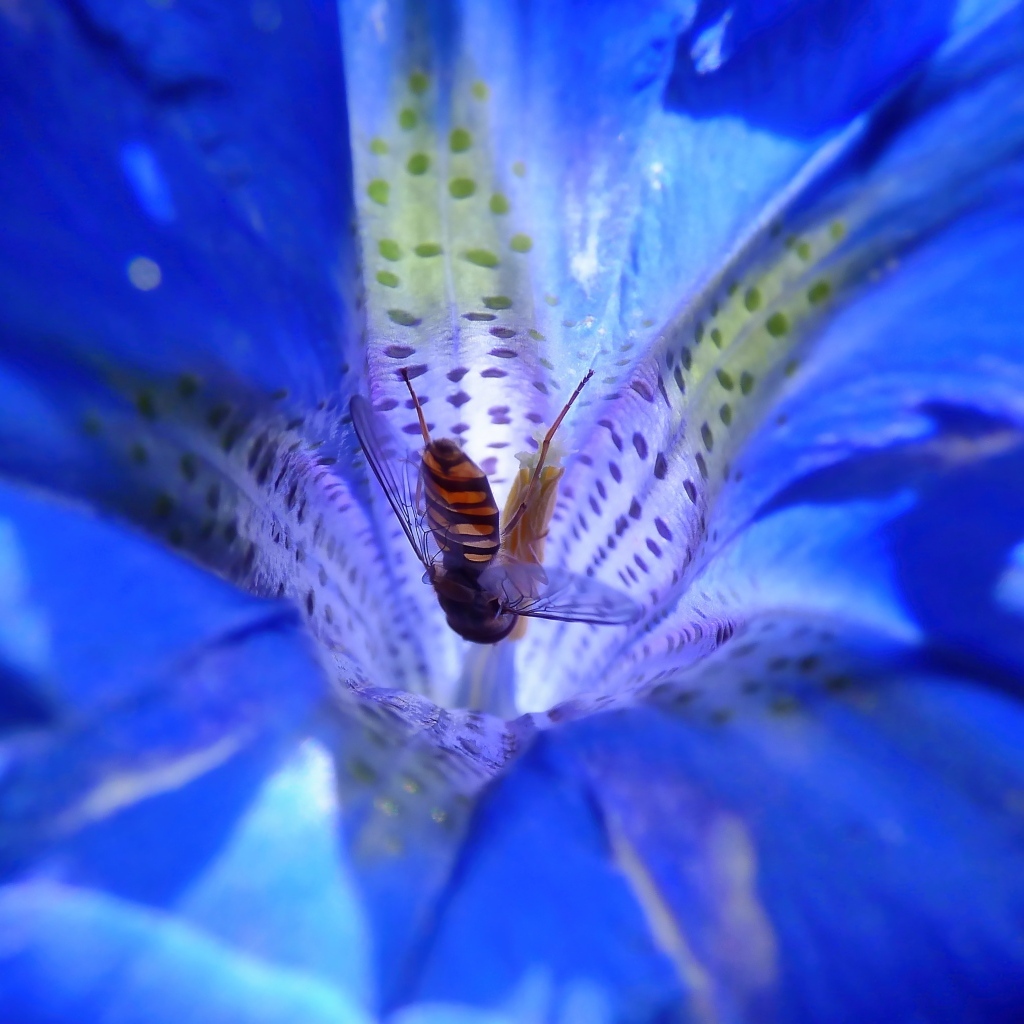 Пчела опыляет цветок горечавки