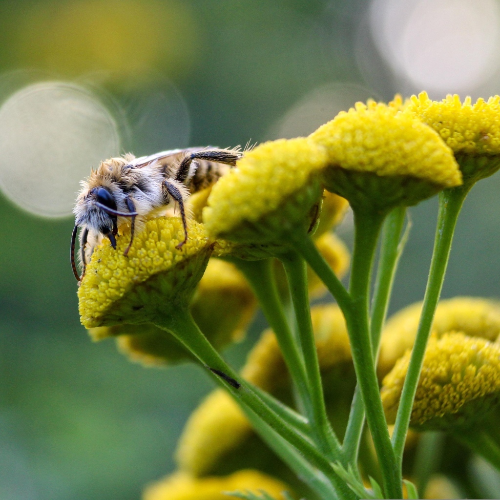 Пчела сидит на цветке пижмы